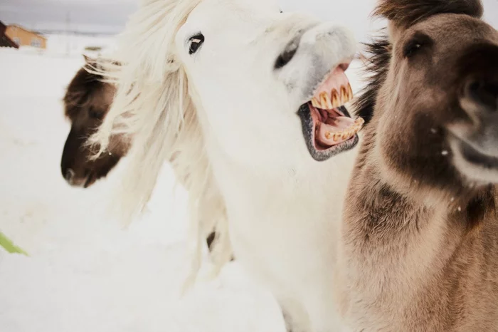 How wild horses terrorize a village in the Murmansk region - My, Horses, Real life story, Murmansk, Murmansk region, Longpost