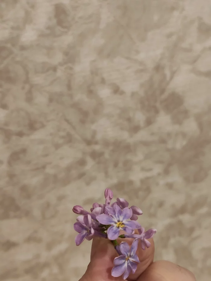 Children's belief: if you eat a five-leaf lilac leaf, your wish will come true - My, Lilac, Luck, Wish, Longpost