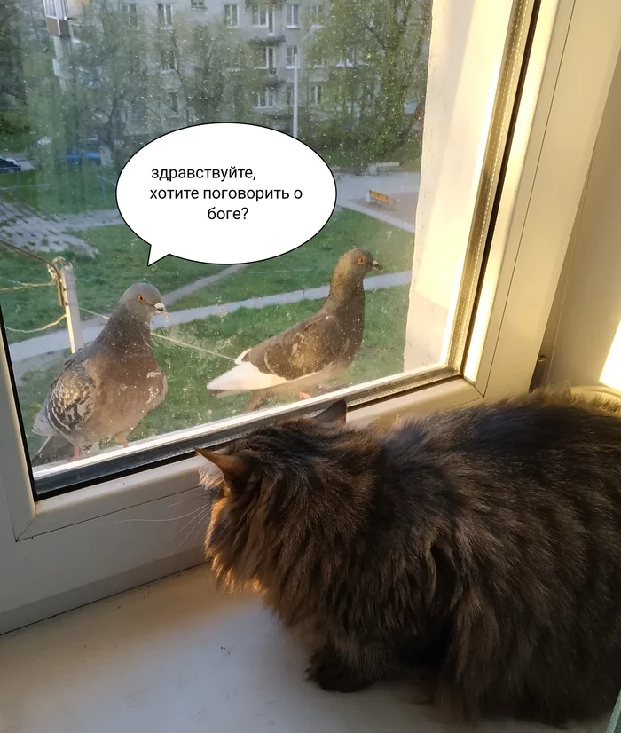 Cat and pigeons - My, cat, Pigeon, The photo, Longpost