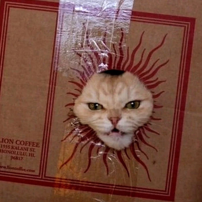 Me: My sun, look at me. Sun: - cat, The sun, Sight, Box and cat