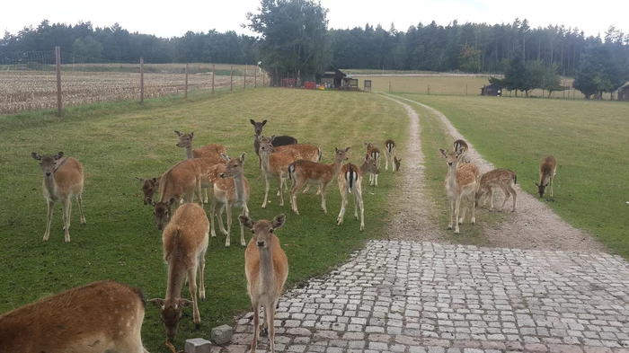 Handsome - My, Deer, Germany, The photo