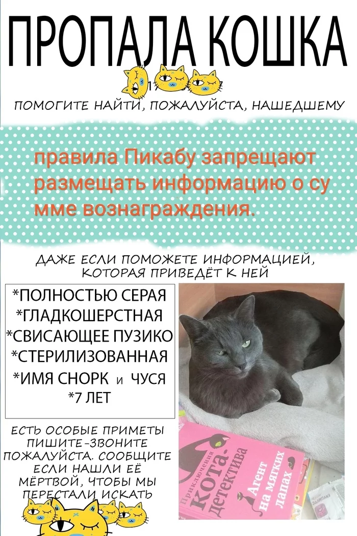 Volgograd, help us, we can’t live without her... - My, No rating, Lost cat, Volgograd, The strength of the Peekaboo, cat, Help