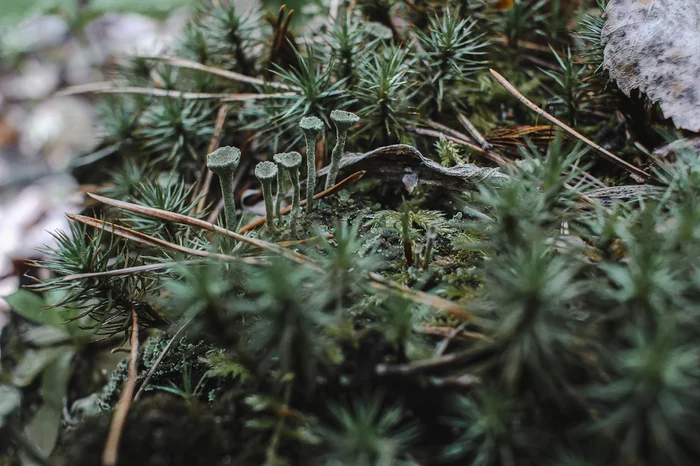 Another walk in the woods - My, Forest, Tatarstan, The photo, Nature, Longpost