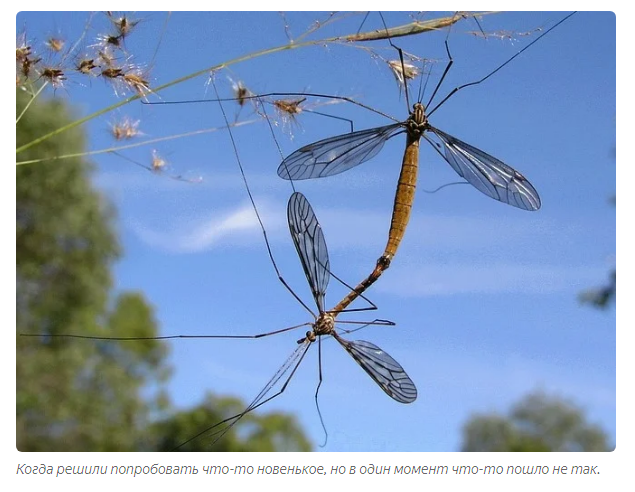 Long-legged mosquito: Malarial obscurantism about huge village mosquitoes - Mosquito centipede, Mosquitoes, Insects, Animals, Yandex Zen, Karamora, Longpost