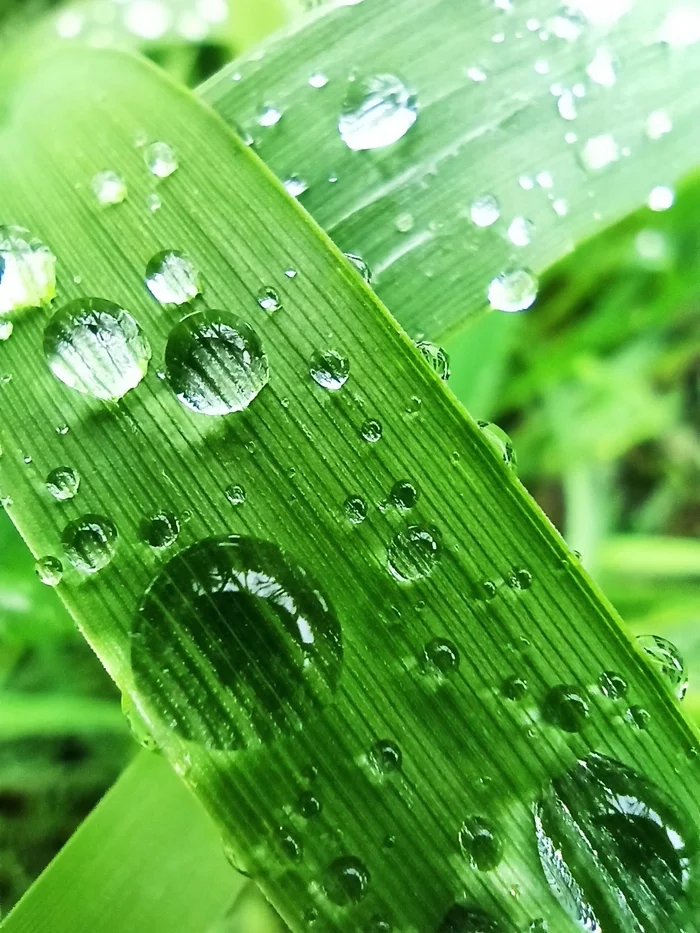 Macro on the phone without post-processing - My, Macro photography, The photo, Grass, Drops, Mobile photography