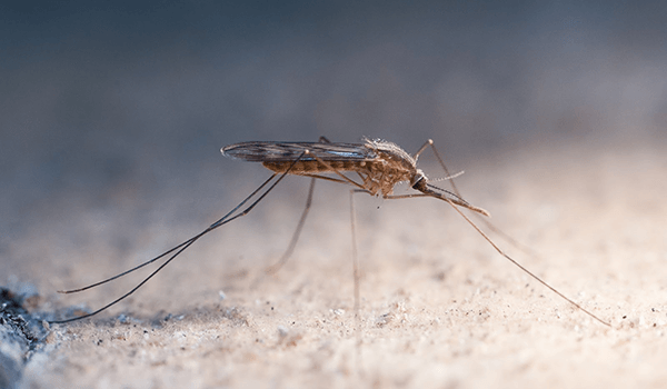 Malaria mosquitoes - how to distinguish them from ordinary ones? - Insects, Mosquitoes, Longpost, Anopheles