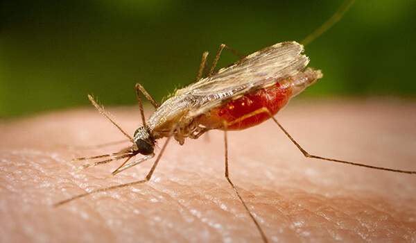 Malaria mosquitoes - how to distinguish them from ordinary ones? - Insects, Mosquitoes, Longpost, Anopheles