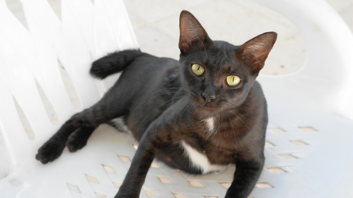 Я вас внимательно МЯУ!