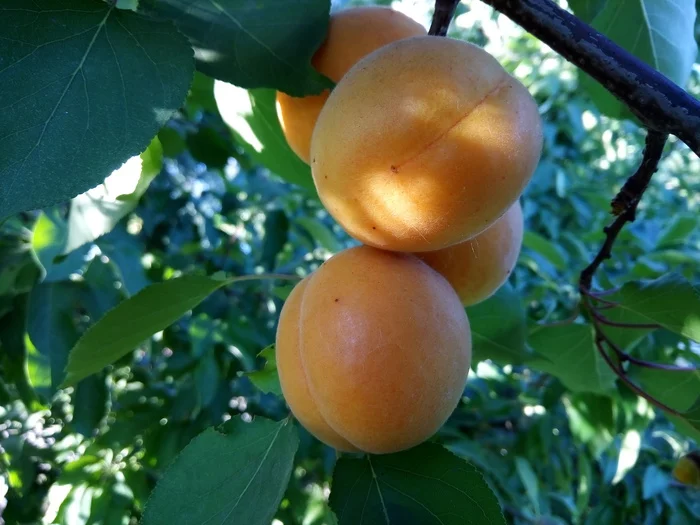 Apricots - My, Apricot, Summer, Mobile photography