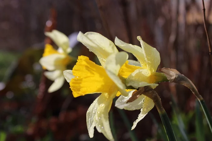 Spring outing to the dacha - My, Nature, Flowers, Rain, Longpost, I want criticism, The photo, Birds, Duck, Mallard duck