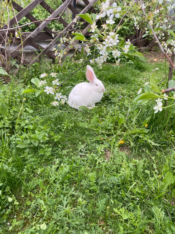 Spring - My, Rabbit, Saving