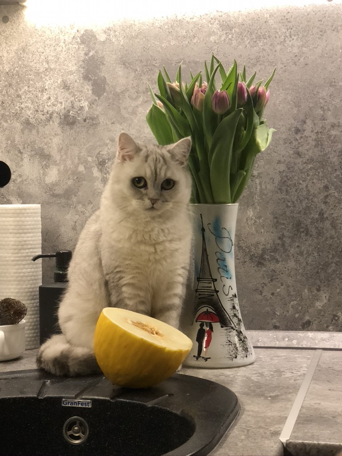 Котомодель