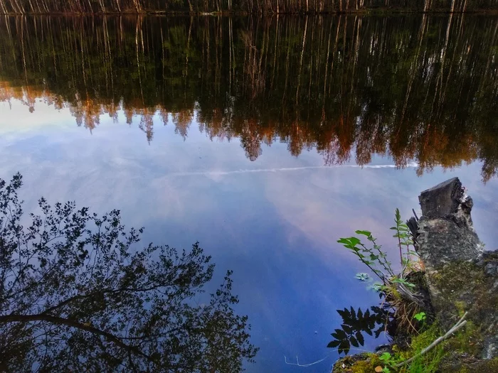 And even a stump on a spring day dreams of becoming a birch tree again - Mobile photography, Xiaomi redmi 5, Reflection