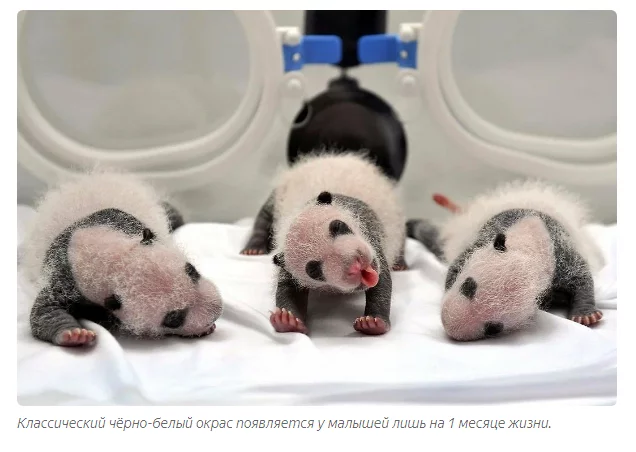 Почему новорожденные панды настолько крошечные? Панда, Животные, Детеныш, Книга животных, Яндекс Дзен, Длиннопост Почему новорожденные панды настолько крошечные? Панда, Животные, Детеныш, Книга животных, Яндекс Дзен, Длиннопост