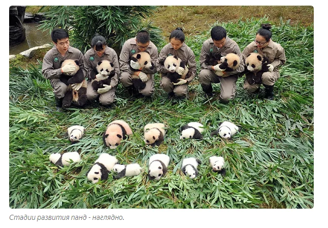 Почему новорожденные панды настолько крошечные? Панда, Животные, Детеныш, Книга животных, Яндекс Дзен, Длиннопост Почему новорожденные панды настолько крошечные? Панда, Животные, Детеныш, Книга животных, Яндекс Дзен, Длиннопост