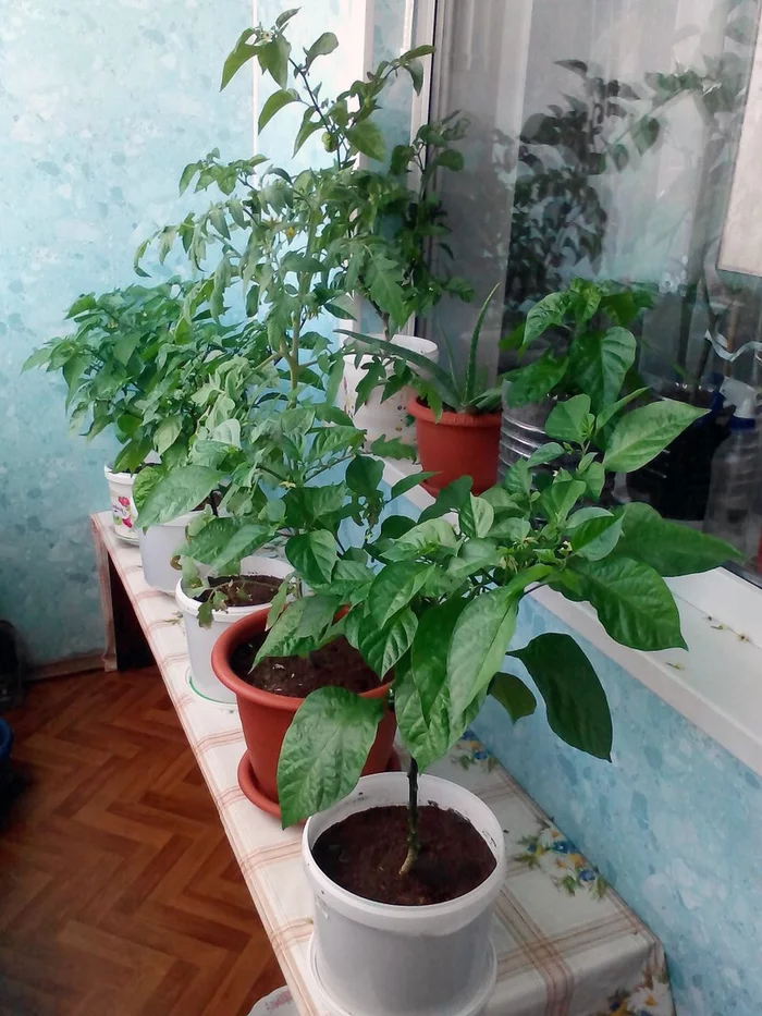 Coconut hydroponics. Hot peppers. Season 2020. No. 4 - My, Hot peppers, Vegetable garden on the windowsill, Hydroponics, cat, Pepper farming, Longpost