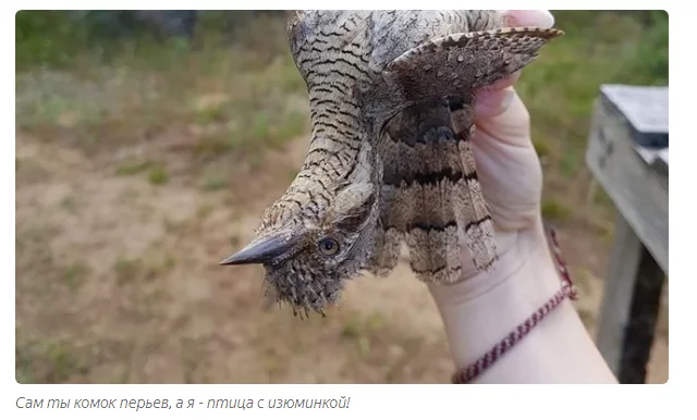 Whirlwind: Psychotic Ant Eaters - Wryneck, Birds, Animals, Yandex Zen, GIF, Video, Longpost