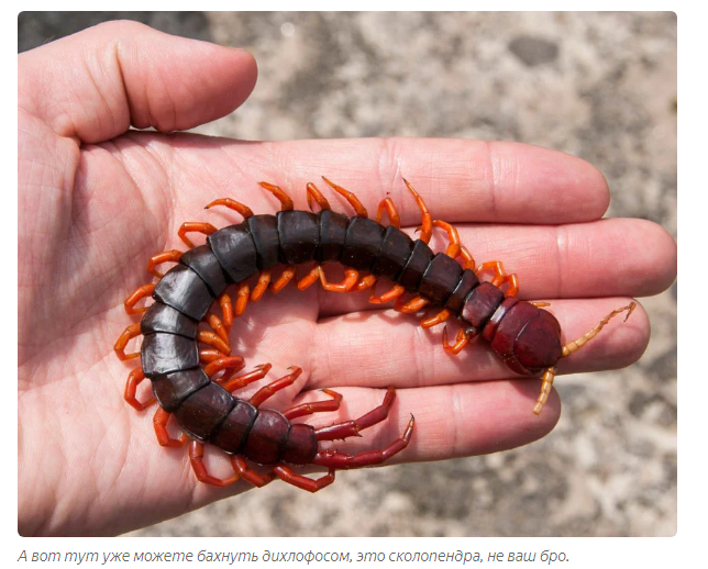 Kivsyaki: What is a good and evil centipede? - Centipede, Animals, Yandex Zen, Video, Longpost, Kivsyak, Scolopendra, Insects