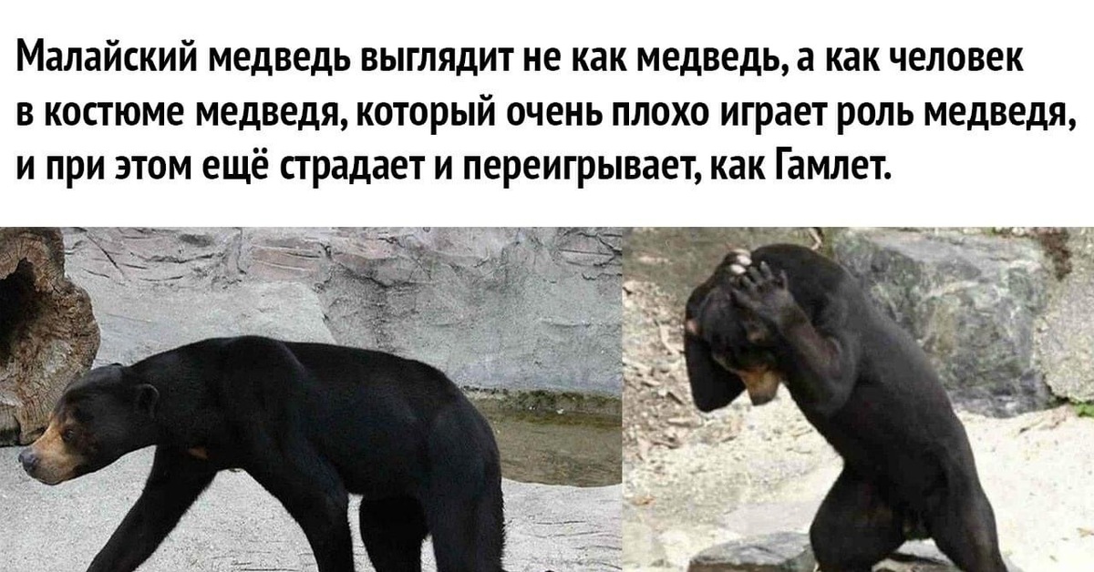 Кот явно переигрывает на фото