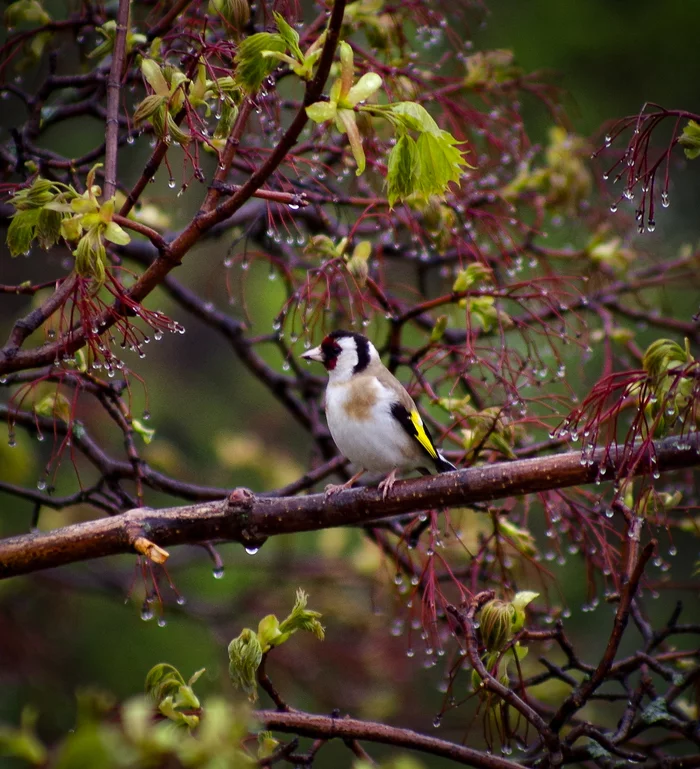 Goldfinch - My, Goldfinch, Birds, The photo, Elbrus, Bird photography, View from the window