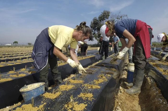 Seasonal work in Spain, tens of thousands of jobs - My, Spain, Employment, Work, Work abroad, Europe, European Union, Abroad, Country, Video