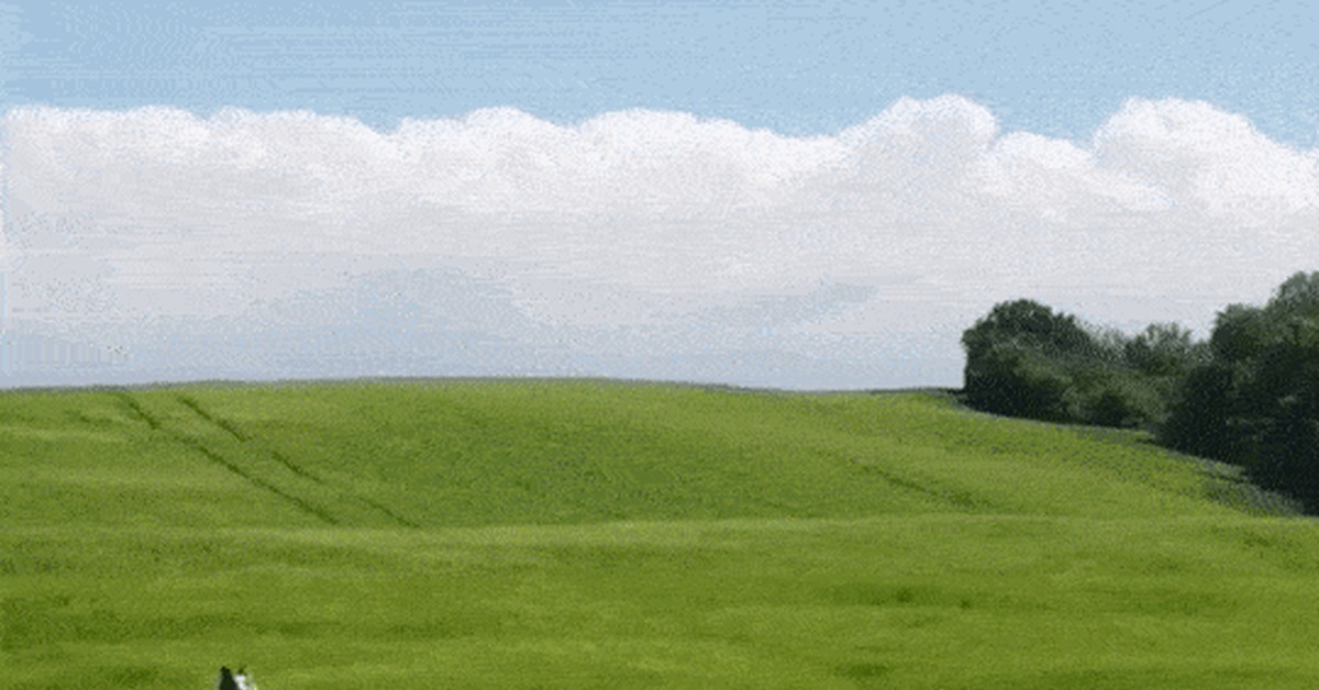 Meadow dolphins - Animals, Dog, Milota, Reddit, GIF, Grass, Meadow, Border Collie