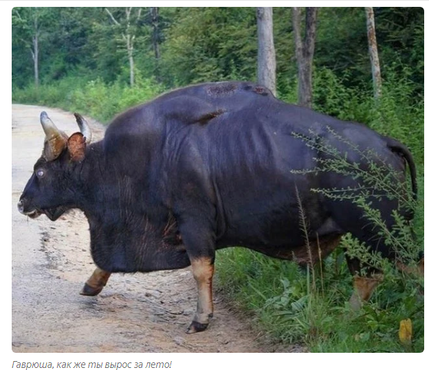 Gaur: Aggressive mountain of lean muscle. Eats dirt, breaks tigers, hates people - Bull, Animals, Animal book, Yandex Zen, Longpost