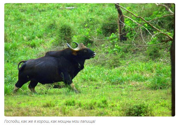 Gaur: Aggressive mountain of lean muscle. Eats dirt, breaks tigers, hates people - Bull, Animals, Animal book, Yandex Zen, Longpost