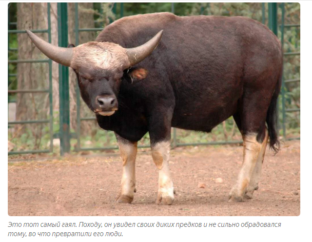 Gaur: Aggressive mountain of lean muscle. Eats dirt, breaks tigers, hates people - Bull, Animals, Animal book, Yandex Zen, Longpost