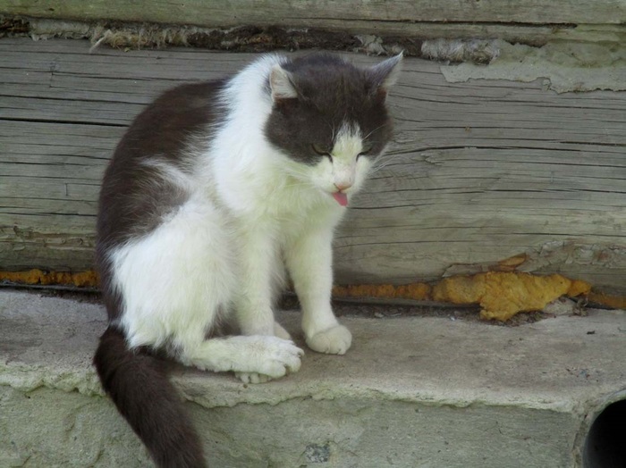 ��� ����� ����������