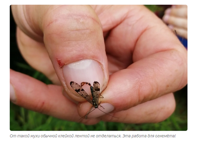 Scorpio: Flying scorpion? Stop the planet, I will step off! - scorpion girl, Insects, Animals, Yandex Zen, Longpost