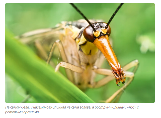 Scorpio: Flying scorpion? Stop the planet, I will step off! - scorpion girl, Insects, Animals, Yandex Zen, Longpost