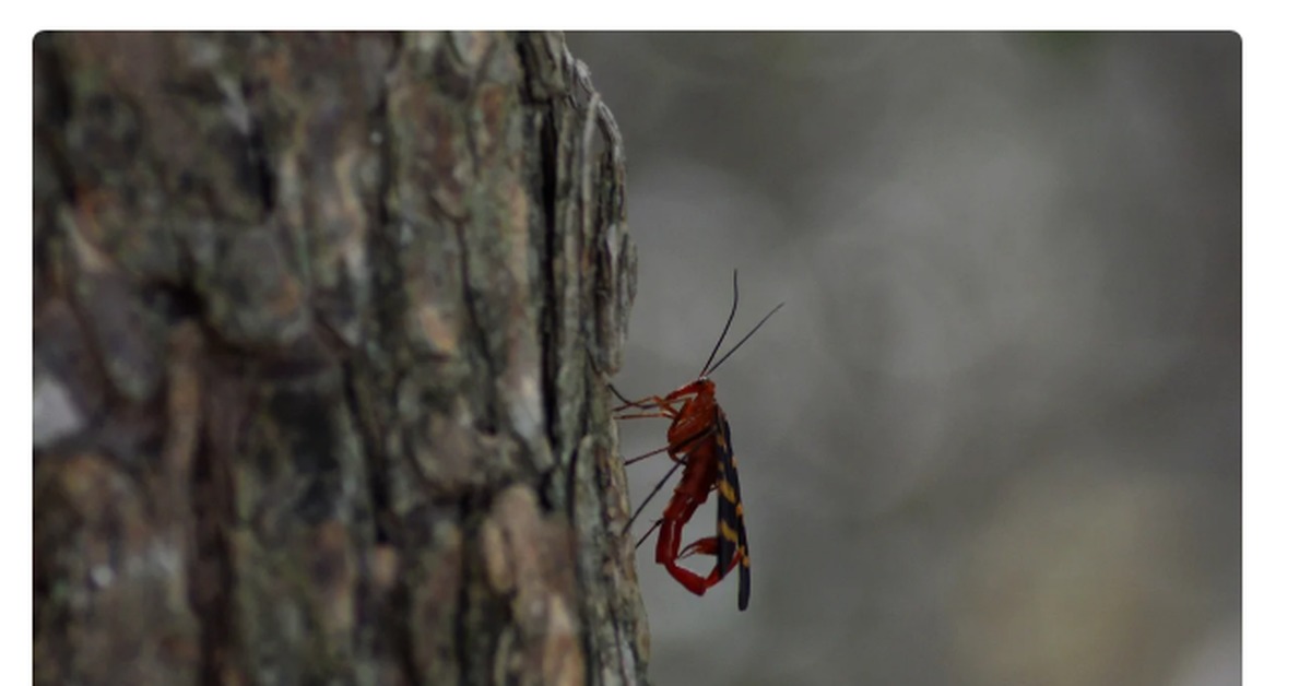 Flying scorpions