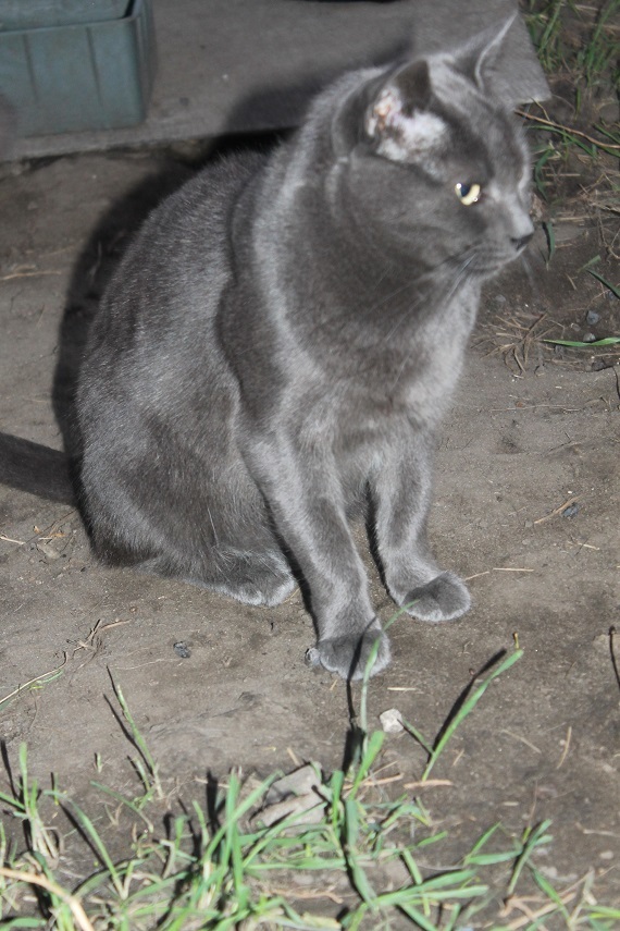 Life at the Kotoland home shelter 233 - My, cat, Shelter, Lipetsk, Shelter Cotoland, Kindness, Help, In good hands, Longpost