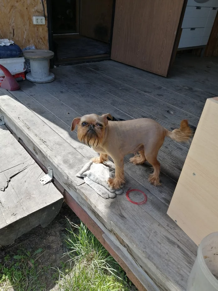 05.25.20 Novosibirsk, SNT Ivushka found Belgian Griffon - My, Novosibirsk, Found a dog, Belgian Griffon