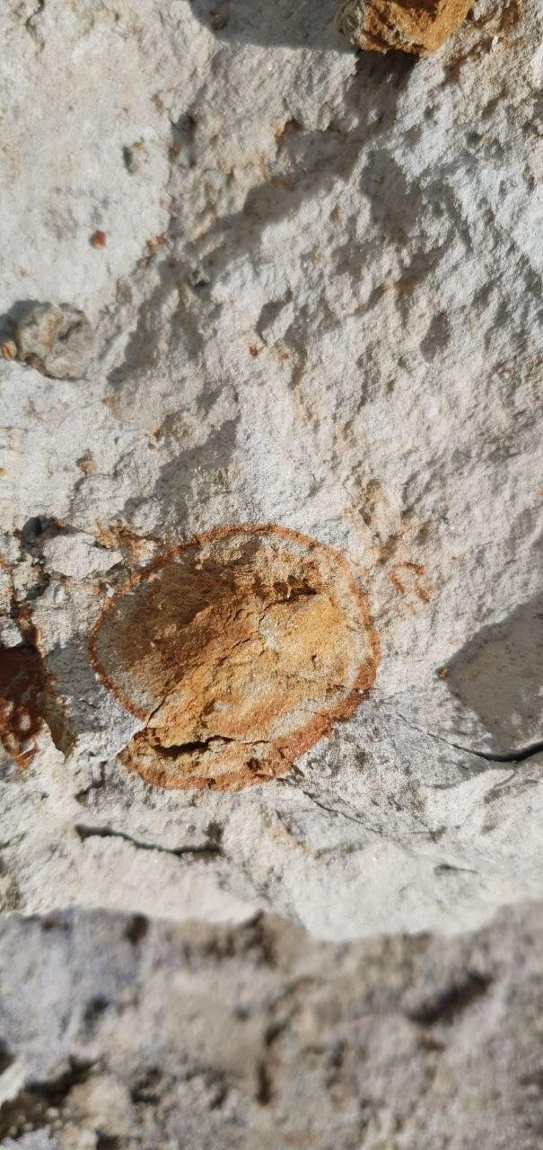 Please help me identify the find - My, Eocene, Find, Fossil, Longpost