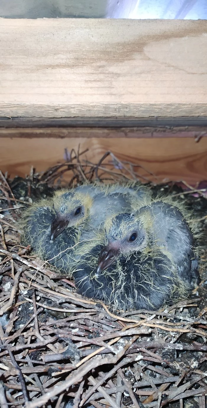 Children of pigeons - Chicks of pigeons, The photo