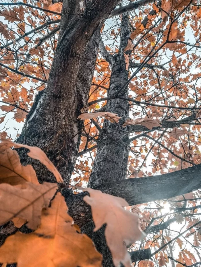 Autumn in a distant village - Poems, Autumn, Village