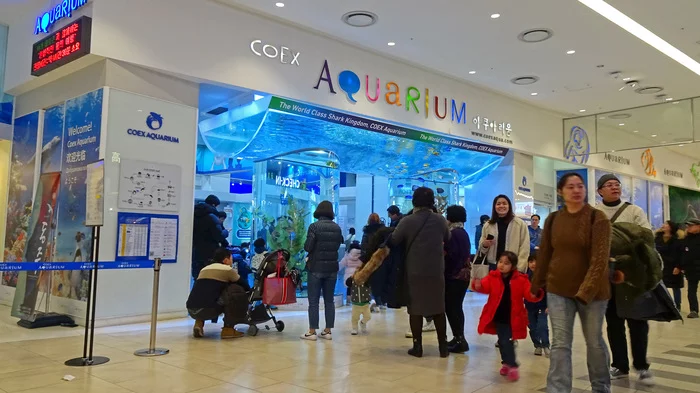 South Korea (part 3) - Oceanarium - My, South Korea, Travels, The photo, Video, Longpost, Oceanarium