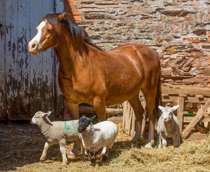 Animal News - Пони, Лошади, Овцы, Ягненок, Дружба, Спасение животных, Домашние животные, Милота, Длиннопост