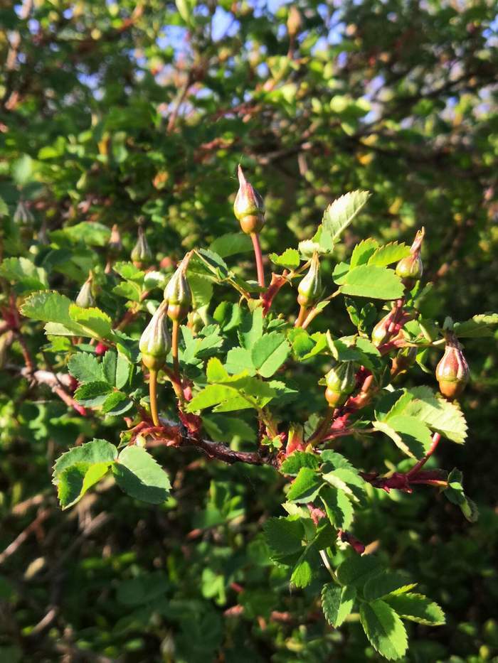 Sunlit - My, Spring, Bloom, Bud