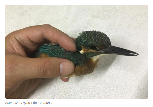 Kingfisher: Tough Russian Hummingbird Fishes Like God - Kingfisher, Birds, Animals, Yandex Zen, Longpost