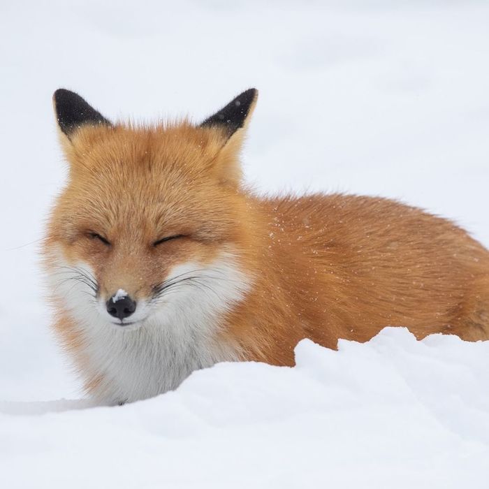 Satisfied muzzle in the snow - Fox, Muzzle, Animals, Wild animals, Snow, The photo