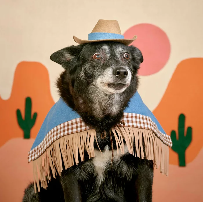 “I decided to do a professional photo shoot for my friend, apparently he really liked it” - The photo, PHOTOSESSION, Animals, Dog, Reddit
