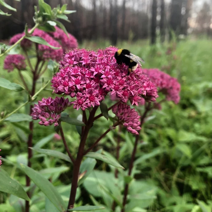 Furry bumblebee - My, Bumblebee, Nature, The photo, Insects, Flowers, beauty of nature, Spring, Longpost