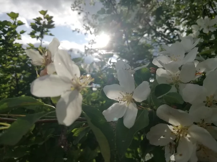 Flowering ranetki - My, Ranetki, Bloom, Longpost