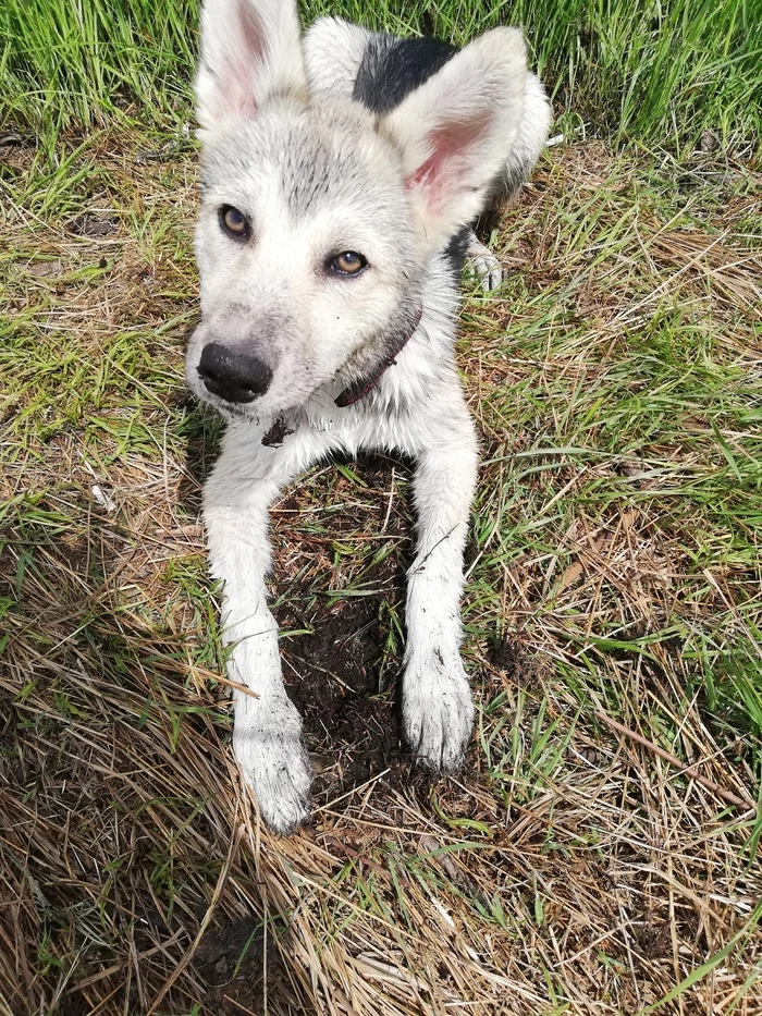 Laika (Chantal), 4 months, problems with feeding, eats every other time - Longpost, West Siberian Laika, Dog, Help, My