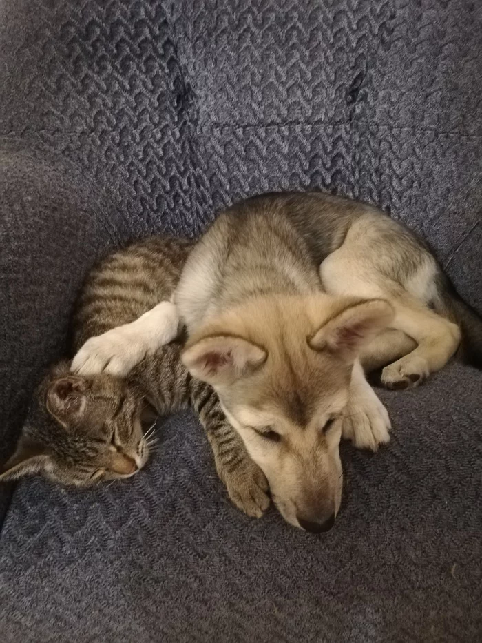Laika (Chantal), 4 months, problems with feeding, eats every other time - Longpost, West Siberian Laika, Dog, Help, My