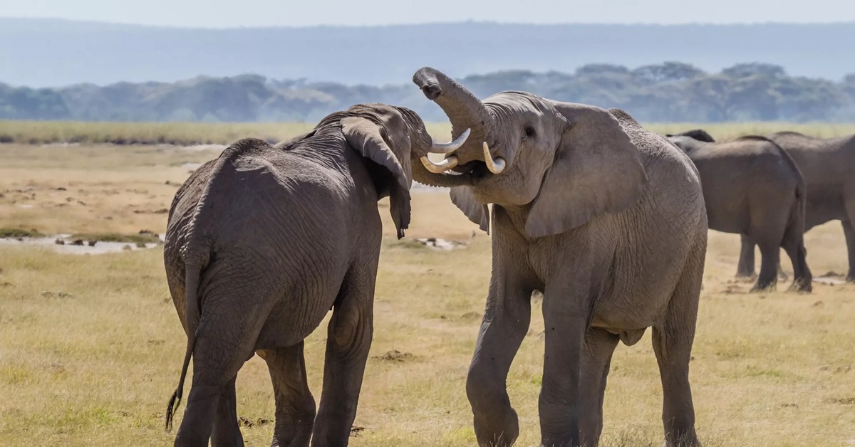 Elephant communication. Elephant communication. Слон и слоненок. Коммуникация животных. Слоны.