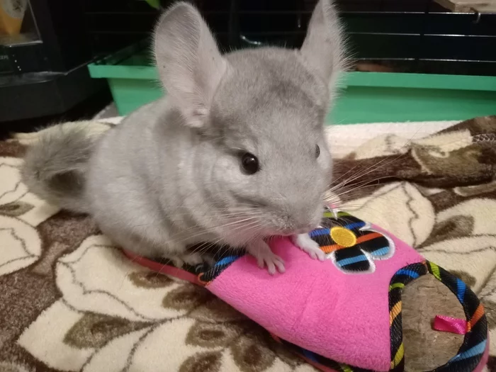 My chinchilla is a little furry monster - My, Chinchilla, Pets, Pet, Nature, Milota, Video, Longpost